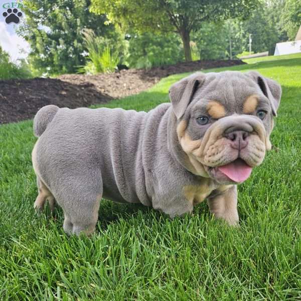 Aubrey, English Bulldog Puppy
