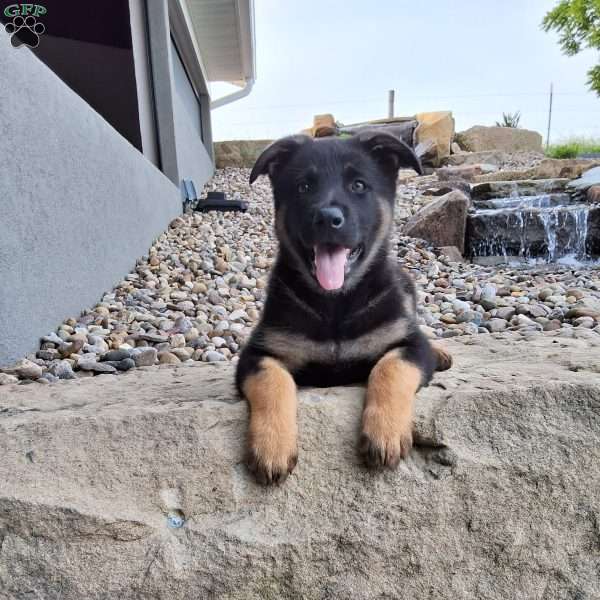 Sasha, German Shepherd Puppy