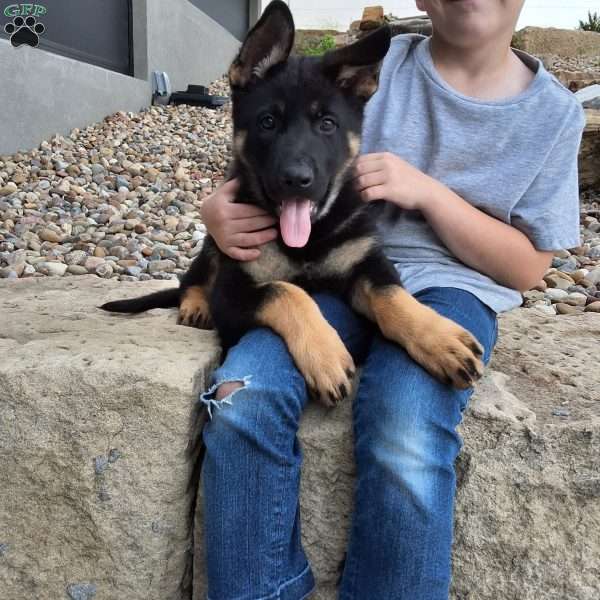 Phoebe, German Shepherd Puppy