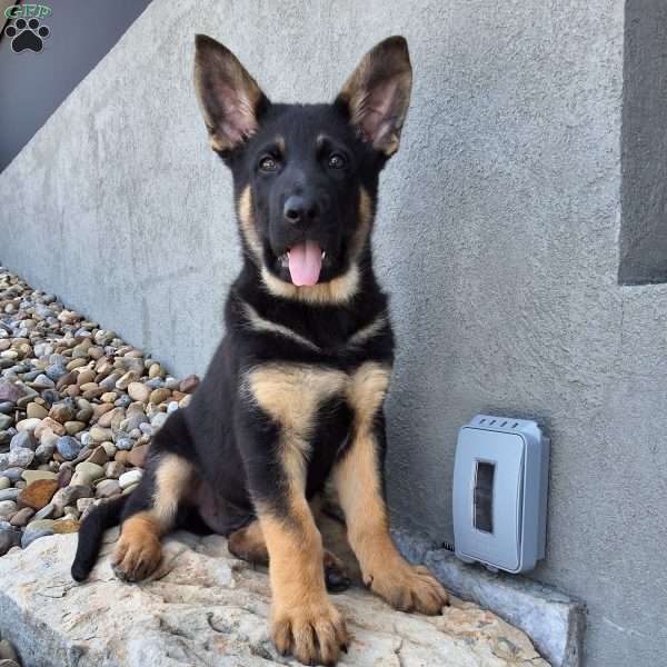 Marco, German Shepherd Puppy