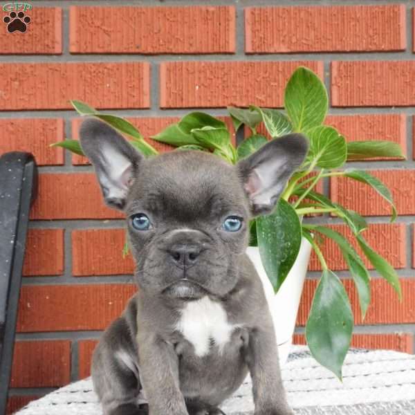 Zelda, Frenchton Puppy