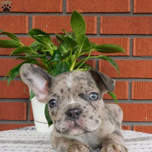 Zane, Frenchton Puppy