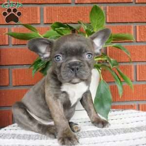 Zion, Frenchton Puppy