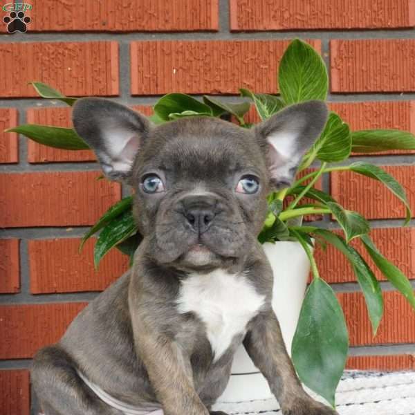 Zion, Frenchton Puppy
