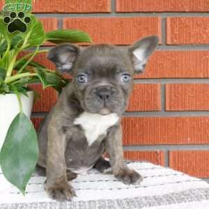 Zion, Frenchton Puppy