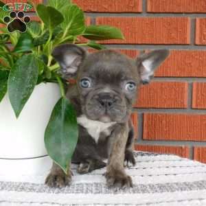 Zion, Frenchton Puppy