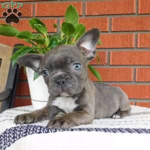 Zion, Frenchton Puppy