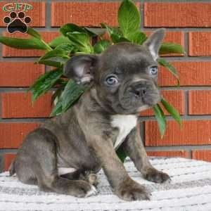 Zion, Frenchton Puppy