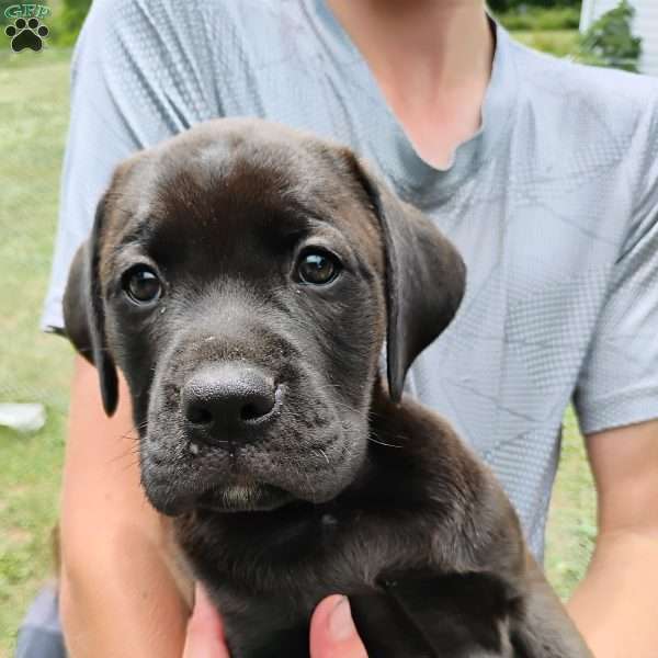 Peanut, Boxador Puppy