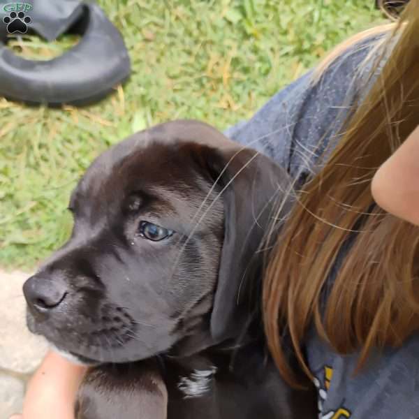 Buttercup, Boxador Puppy