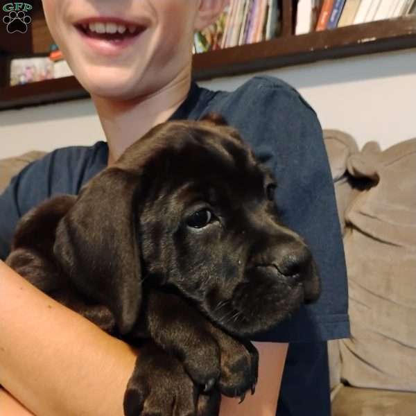 Anne, Boxador Puppy