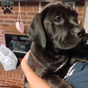 Anne, Boxador Puppy