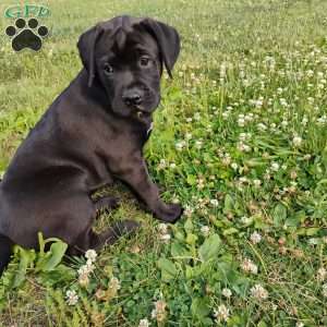 Anne, Boxador Puppy