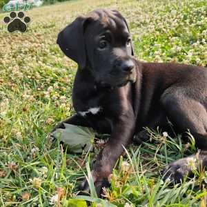 Anne, Boxador Puppy