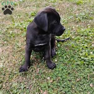 Anne, Boxador Puppy