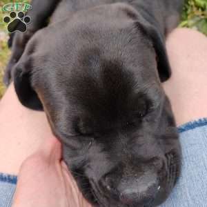 Anne, Boxador Puppy