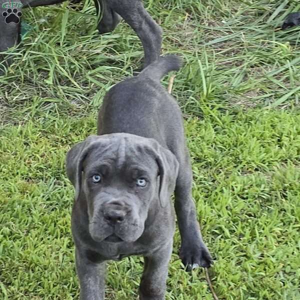 Bell, Cane Corso Puppy