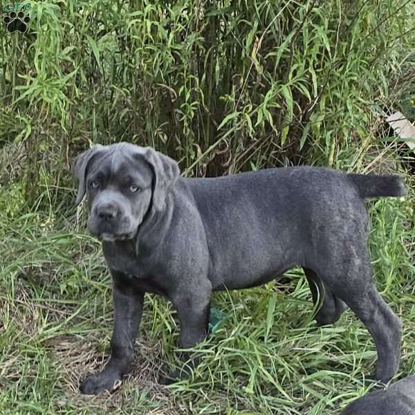 Tiana, Cane Corso Puppy