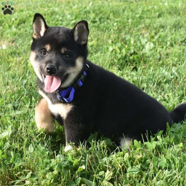 Ivy, Shiba Inu Puppy