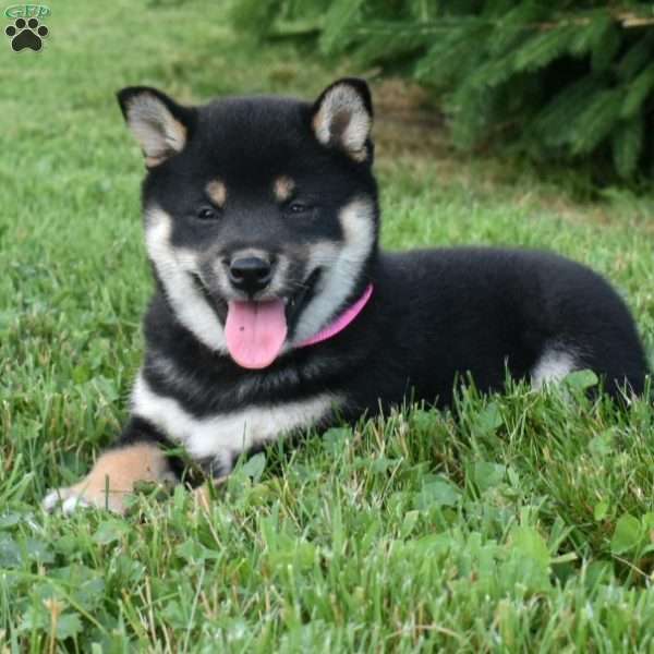 Willow, Shiba Inu Puppy