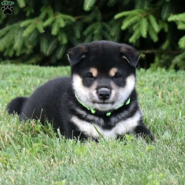 Teddy, Shiba Inu Puppy