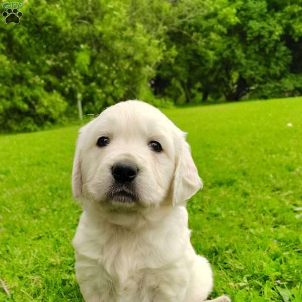Lexie, Golden Retriever Puppy
