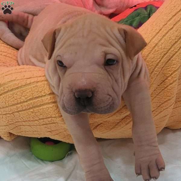 Monkey, Shar Pei Puppy