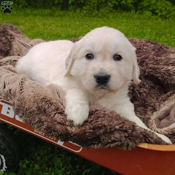Rosie, Golden Retriever Puppy