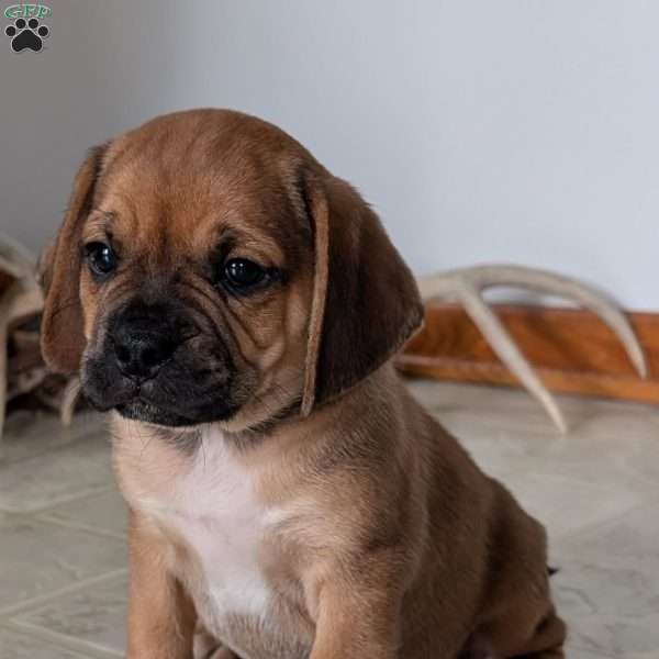 Kenny, Puggle Puppy