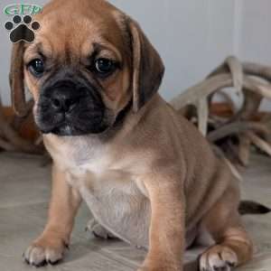 Katy, Puggle Puppy