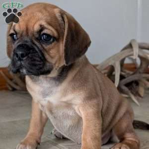Katy, Puggle Puppy