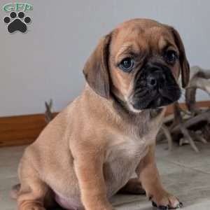 Katy, Puggle Puppy