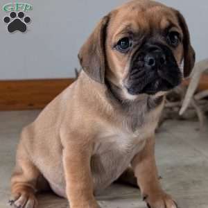 Katy, Puggle Puppy