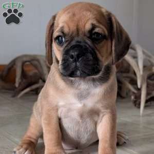 Katy, Puggle Puppy
