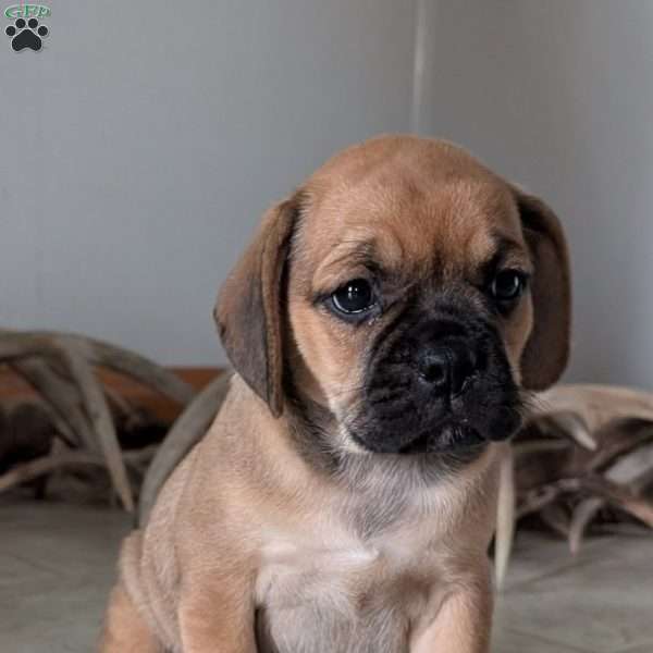 Katy, Puggle Puppy
