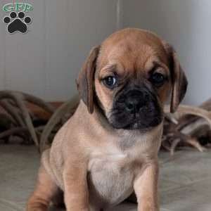 Katy, Puggle Puppy
