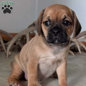 Katy, Puggle Puppy