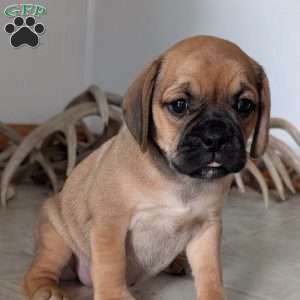 Katy, Puggle Puppy