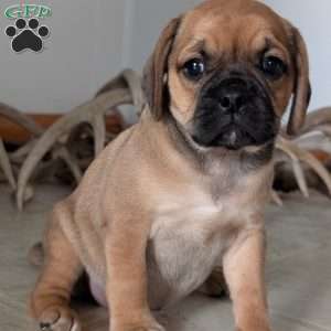 Katy, Puggle Puppy