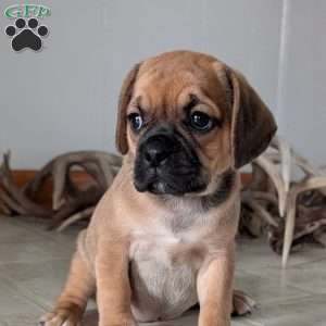 Katy, Puggle Puppy