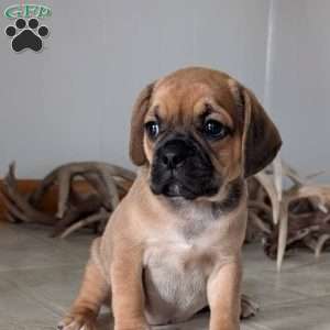 Katy, Puggle Puppy