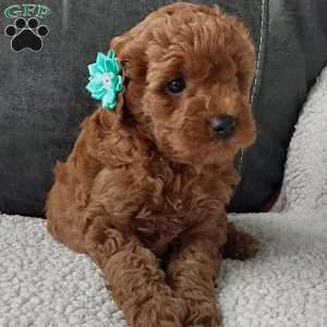 Champ, Cavapoo Puppy