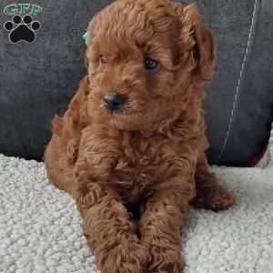 Champ, Cavapoo Puppy