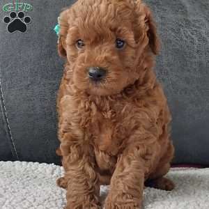 Champ, Cavapoo Puppy