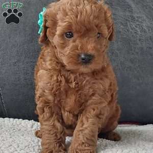 Champ, Cavapoo Puppy