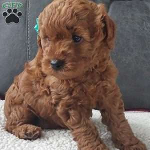 Champ, Cavapoo Puppy