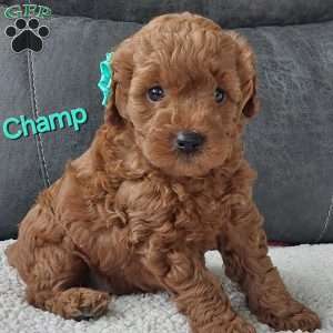 Champ, Cavapoo Puppy