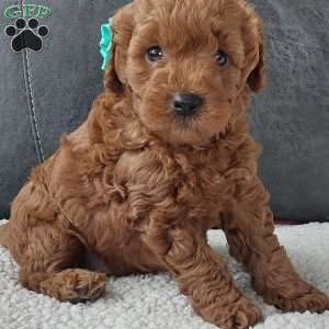 Champ, Cavapoo Puppy