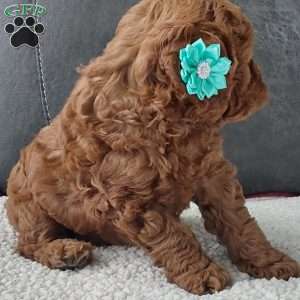 Champ, Cavapoo Puppy