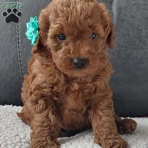 Champ, Cavapoo Puppy